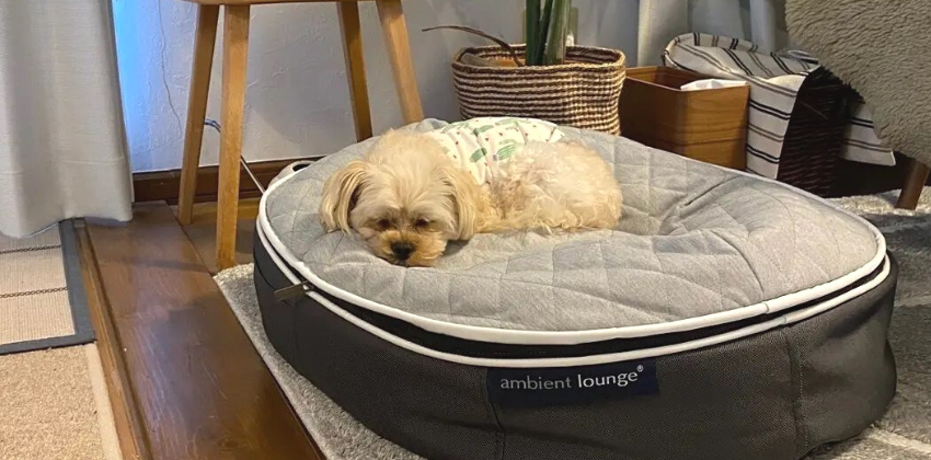 dog lying on an ambient lounge thermoquilt pet bed